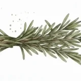 老化予防にローズマリー！驚異の抗酸化力と活用法