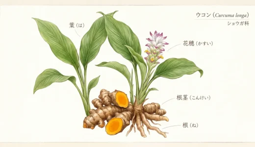 老化の根本原因「慢性炎症」の火消し役。科学が認めた最強のスパイス「クルクミン」のアンチエイジング効果